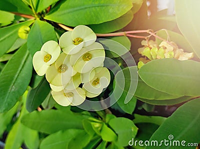 Beautiful light yellow unique little flower with green leaves Stock Photo