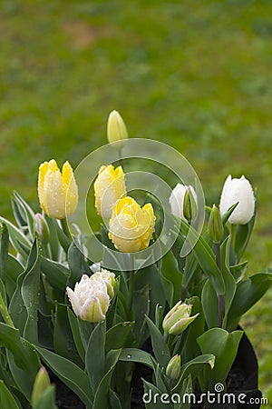 beautiful light yellow and white pastel color tulips blooming wi Stock Photo