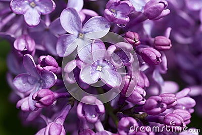 Beautiful lilac bush Stock Photo