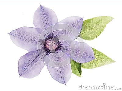 Beautiful lilac clematis pressed herbarium isolated on a white Stock Photo