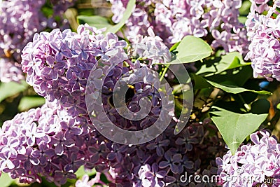 Beautiful lilac flowers with bumblebee blooming in the garden Stock Photo