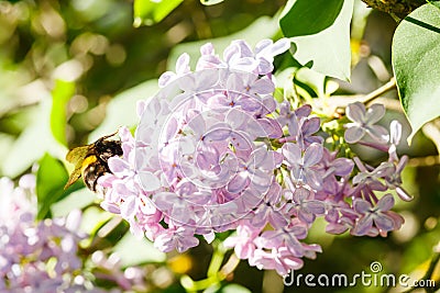Beautiful lilac flowers with bumblebee blooming in the garden Stock Photo