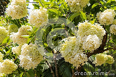 Beautiful Lilac flowers in nature Stock Photo