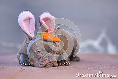 Beautiful lilac French Bulldog dressed up as easter bunny wearing a headband with big rabbit ears and plush carrot on head Stock Photo