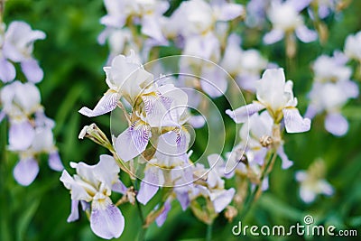 Beautiful lilac iris flowers grow Stock Photo