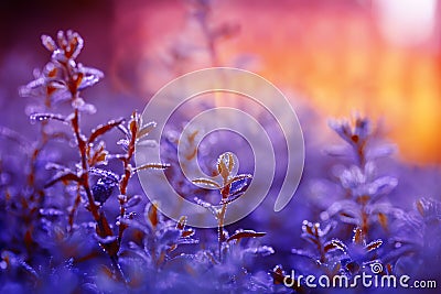 Beautiful lilac natural background with grass covered with shiny drops of fresh dew during the morning bright pink dawn in the Stock Photo