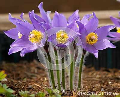 Lilac pasque flowers on the meadow. Stock Photo