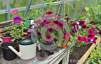 Beautiful lilac petunia flowers in pot with watering can and working tools on the table Stock Photo