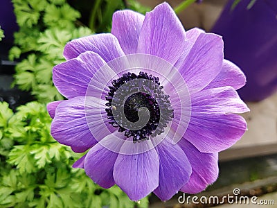 Beautiful lilac purple flower Stock Photo