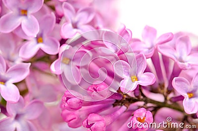 Beautiful Lilac (Syringa) Flowers Close-Up Stock Photo
