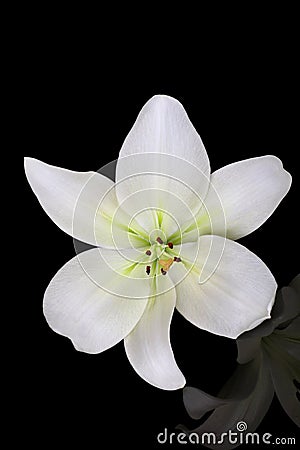 Beautiful lily Stock Photo
