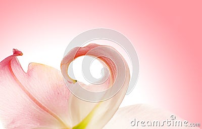 Beautiful lily Stock Photo