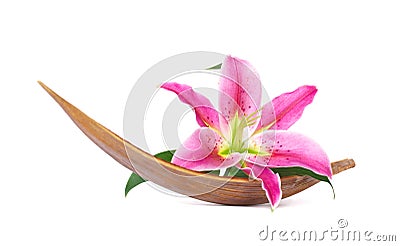 Beautiful lily flower Stock Photo