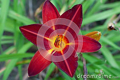 Beautiful lily flower with alternate red-yellow petals and dark green foliage background Stock Photo