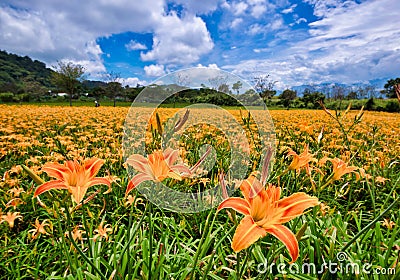 Beautiful lily flower fields in Hualien, Taiwan Stock Photo