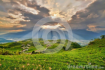 Beautiful lily flower fields in Hualien, Taiwan Stock Photo