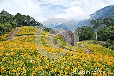 Beautiful lily flower fields in Hualien, Taiwan Stock Photo