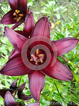 Beautiful Lily flower on green leaves background. Lilium longiflorum flowers in the garden. Stock Photo