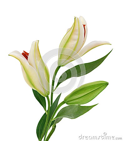 Beautiful Lily flowers Stock Photo