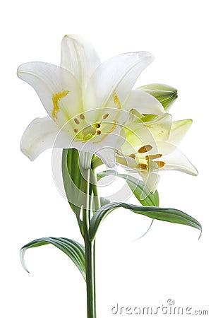 Beautiful lily flowers on white. Luxury white easter lily flower with long green stem isolated on white background. Stock Photo