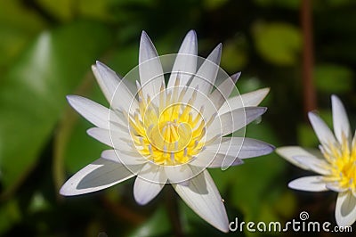 Beautiful Lily on green background Stock Photo