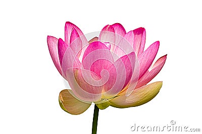 Beautiful Lily isolated Stock Photo