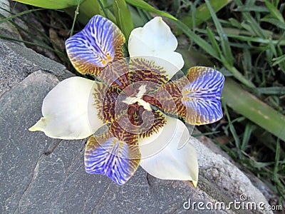 Beautiful Lily of Misiones in the tropical garden. Stock Photo