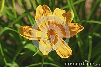 Beautiful Lily yellow flower. Stock Photo