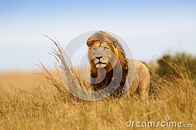 Beautiful Lion Caesar Stock Photo