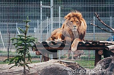 Beautiful lion in a cage Stock Photo