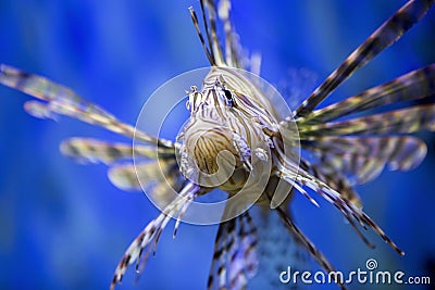 A beautiful lion fish Stock Photo