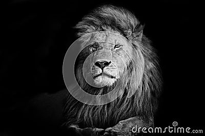 Beautiful Lion Romeo II Stock Photo