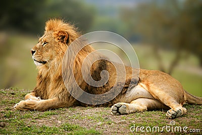 Beautiful Lion wild male animal portrait Stock Photo