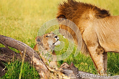 Beautiful lioness greeting lion upon his return Stock Photo