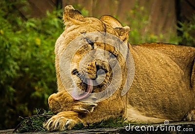 Beautiful lioness lying down grooming her paws Stock Photo