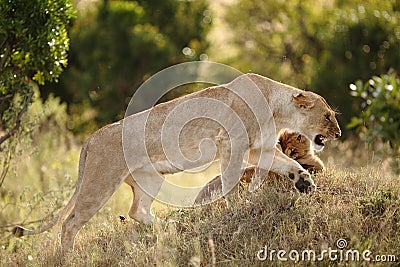 Beautiful lioness playing with her cub captured in the African jungles Stock Photo