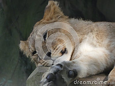 Beautiful Lioness Portrait Stock Photo