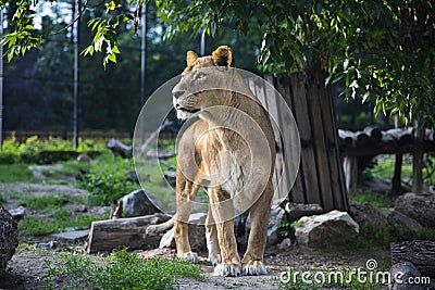 Beautiful Lioness the Queen of Beasts Green Background Stock Photo