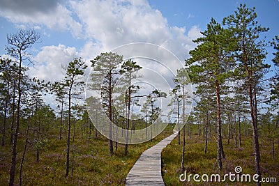 Beautiful Lithuania nature .Swamp Musa near Latvian border . Stock Photo