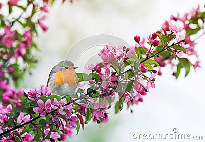 little bird Robin sitting on a branch of a flowering pink Apple tree in the spring garden of may Stock Photo