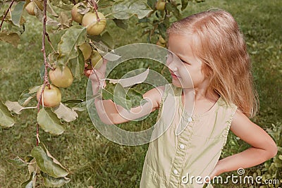 Beautiful little blonde girl tears green apples in the garden Stock Photo