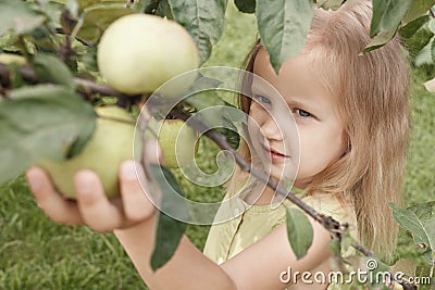 Little blonde girl tears green apples in the garden Stock Photo