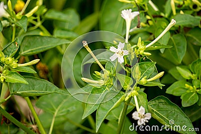 Beautiful little buds and white flowers of Jasmine in the garden Stock Photo