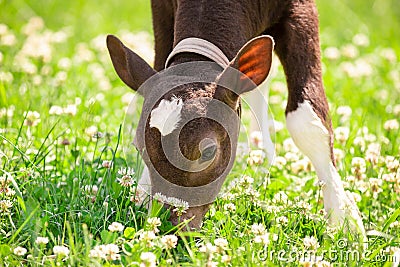 Beautiful little calf in green grass Stock Photo