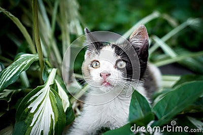 beautiful little cat in the green grass Stock Photo