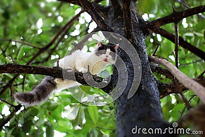 Beautiful little cat stuck in a tree in the garden Stock Photo