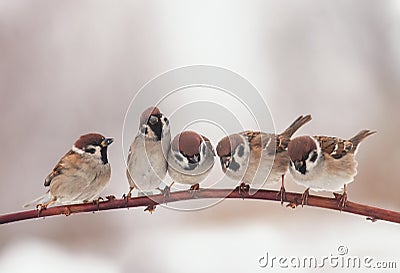 Beautiful little Christmas birds sitting on otcei in the garden Stock Photo