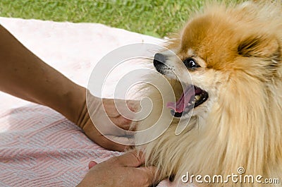 Beautiful little dog pomeranian spitz plays and bites the hand of the owner Stock Photo