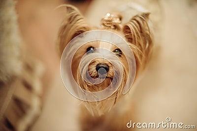 cute yorkshire terrier Stock Photo