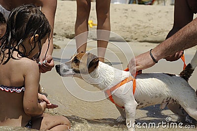 A beautiful little dog, Jack russell, on the beach. A little girl wants touch it. Pet therapy concept Stock Photo